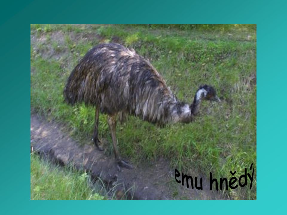 emu hnědý
