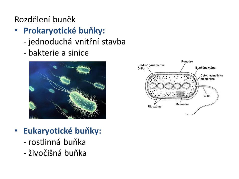 Rozdělení buněk Prokaryotické buňky: - jednoduchá vnitřní stavba. - bakterie a sinice. Eukaryotické buňky: