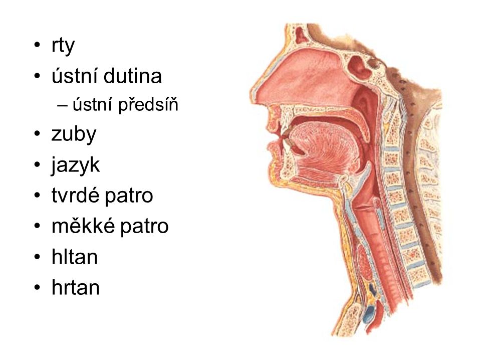 Горло изнутри схема