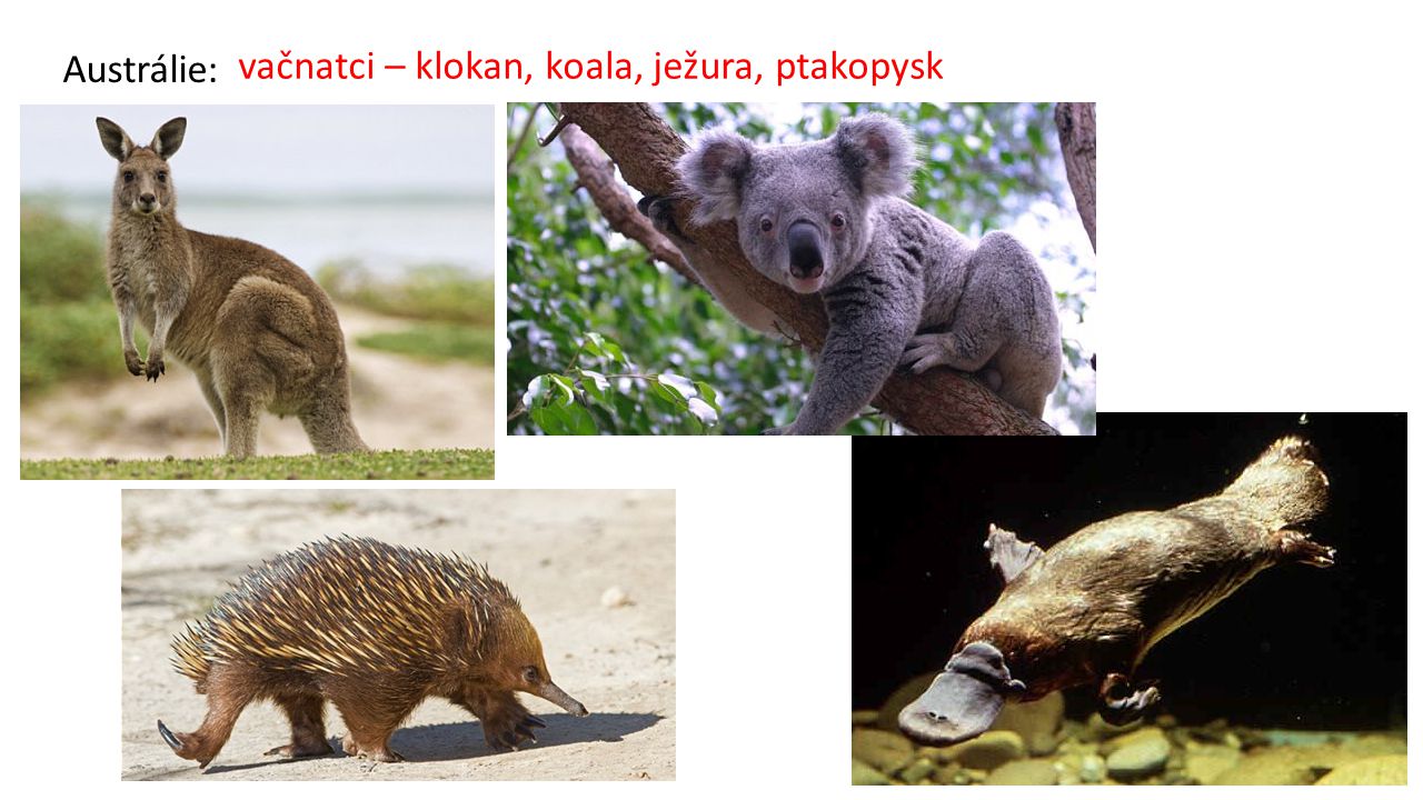 vačnatci – klokan, koala, ježura, ptakopysk