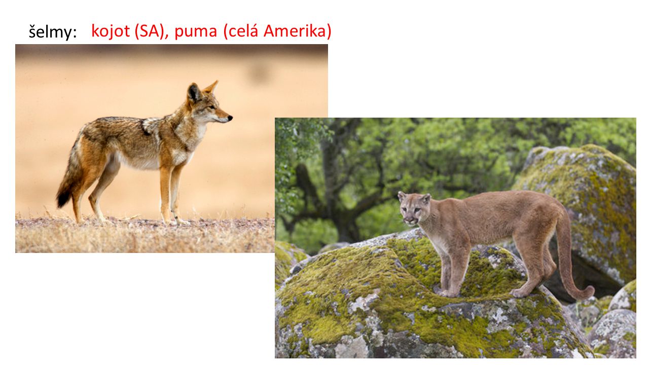 kojot (SA), puma (celá Amerika)