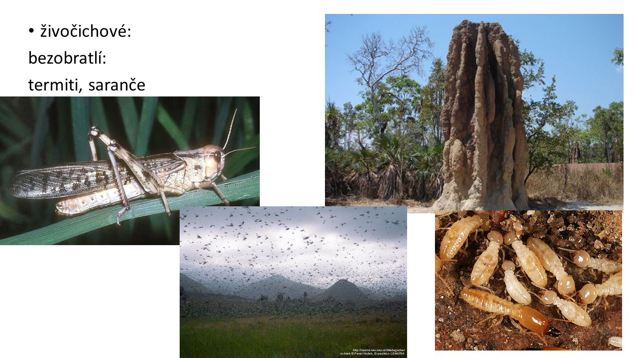 živočichové: bezobratlí: termiti, saranče