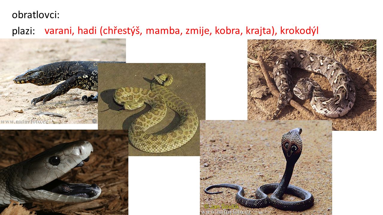 obratlovci: plazi: varani, hadi (chřestýš, mamba, zmije, kobra, krajta), krokodýl