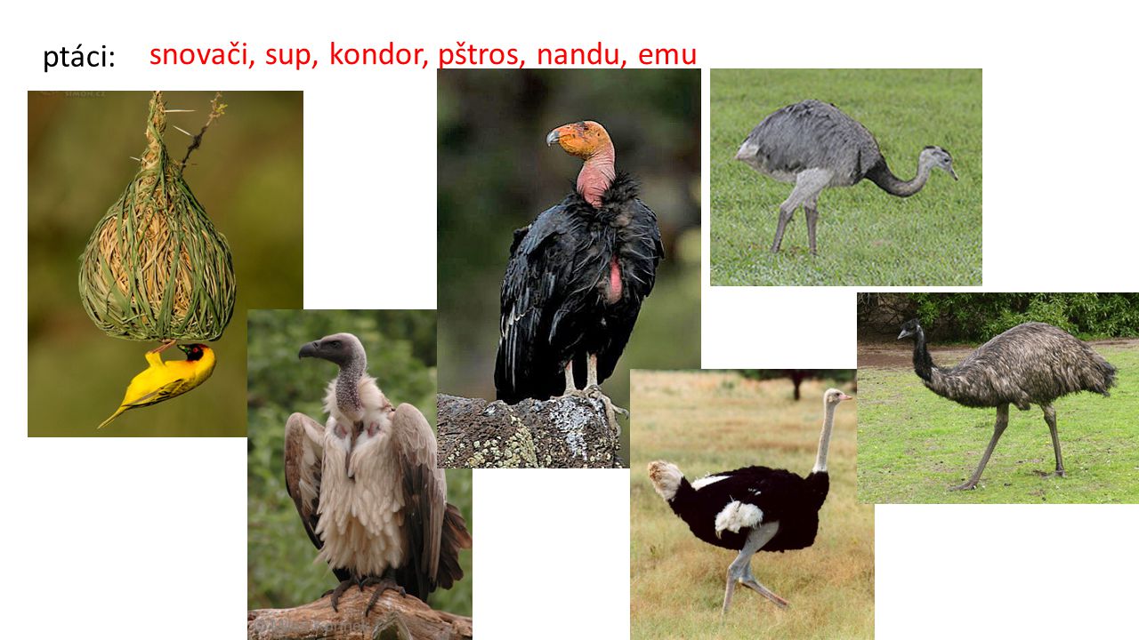 ptáci: snovači, sup, kondor, pštros, nandu, emu