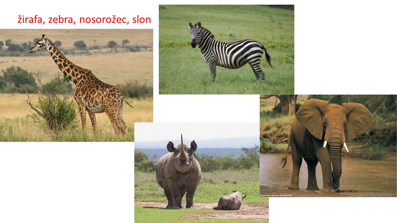 žirafa, zebra, nosorožec, slon