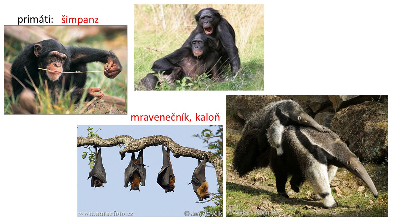 primáti: šimpanz mravenečník, kaloň