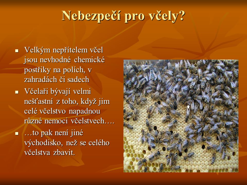 Nebezpečí pro včely Velkým nepřítelem včel jsou nevhodné chemické postřiky na polích, v zahradách či sadech.