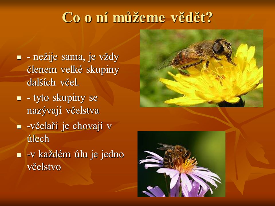 Co o ní můžeme vědět - nežije sama, je vždy členem velké skupiny dalších včel. - tyto skupiny se nazývají včelstva.