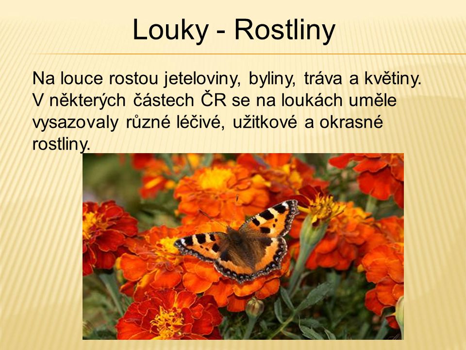Louky - Rostliny