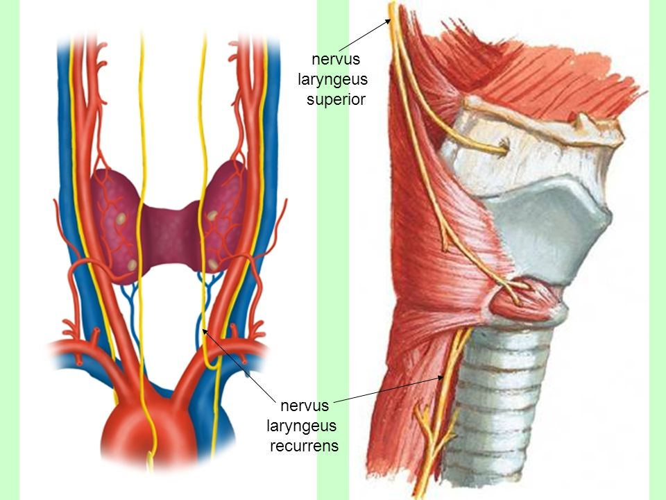 Нерв глотки. Возвратный гортанный нерв анатомия. Nervus laryngeus recurrens. Возвратный нерв щитовидной железы.