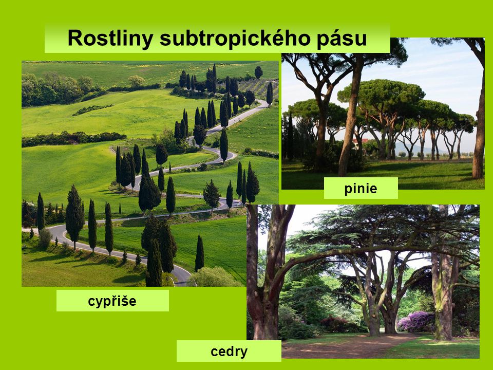 Rostliny subtropického pásu