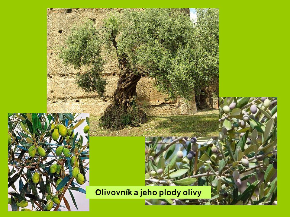 Olivovník a jeho plody olivy