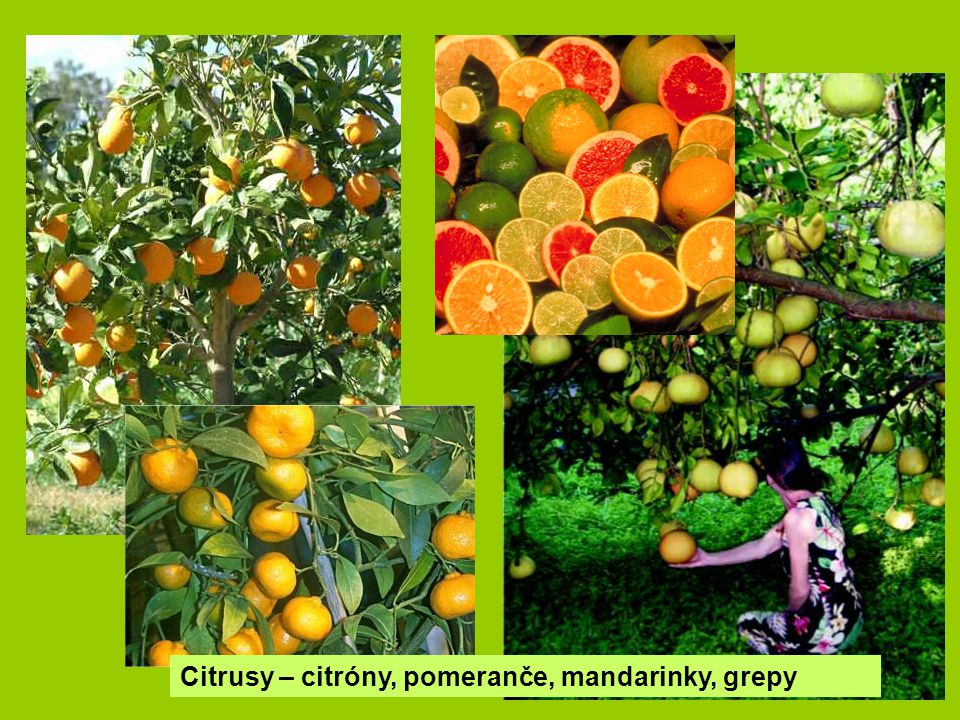 Citrusy – citróny, pomeranče, mandarinky, grepy