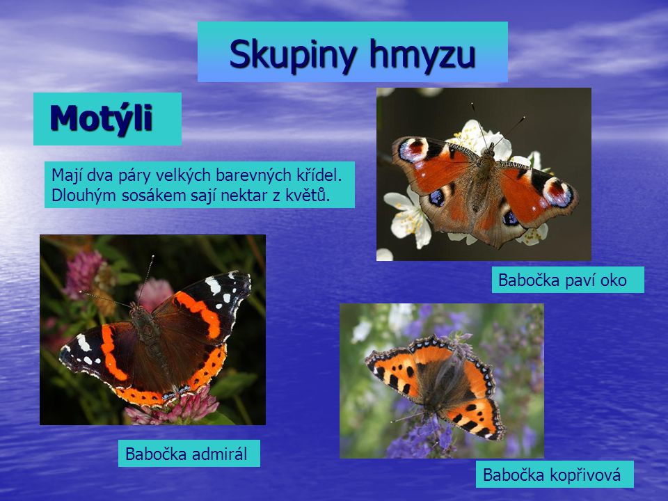Skupiny hmyzu Motýli. Mají dva páry velkých barevných křídel. Dlouhým sosákem sají nektar z květů.