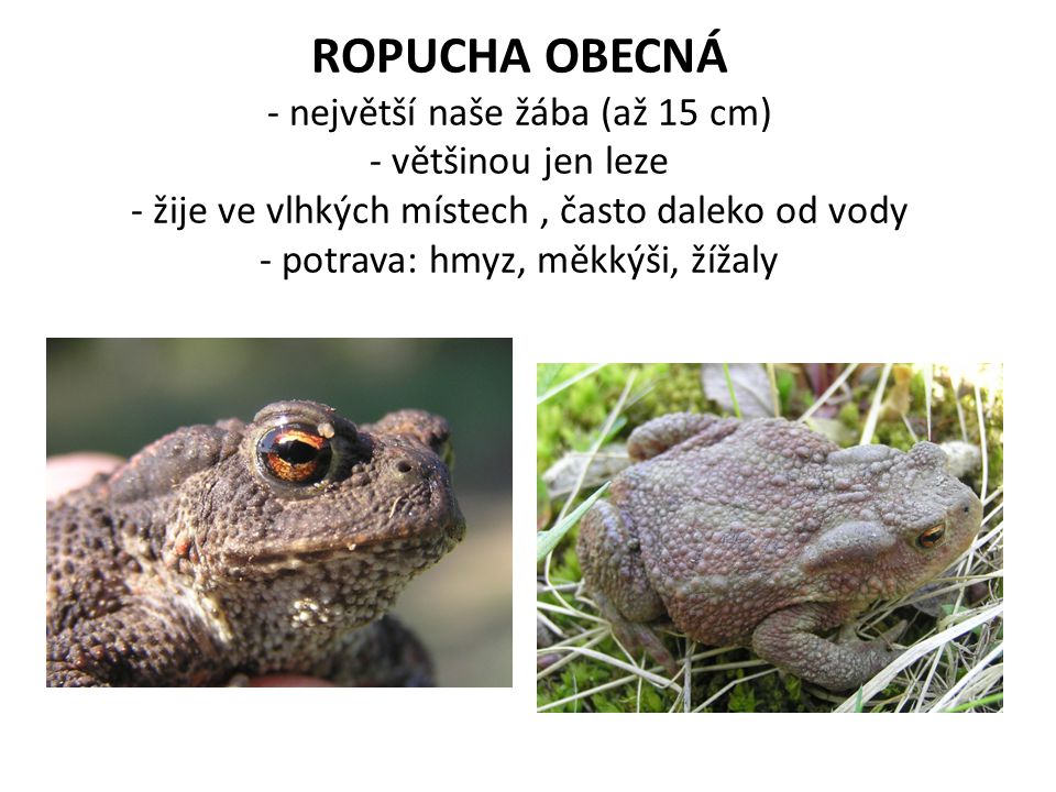 ROPUCHA OBECNÁ - největší naše žába (až 15 cm) - většinou jen leze - žije ve vlhkých místech , často daleko od vody - potrava: hmyz, měkkýši, žížaly