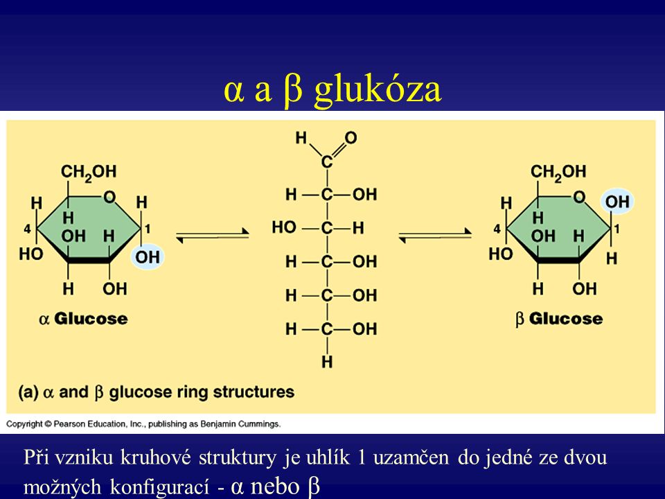 α a β glukóza Při vzniku kruhové struktury je uhlík 1 uzamčen do jedné ze dvou možných konfigurací - α nebo β.