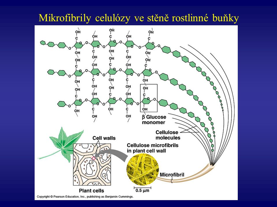 Mikrofibrily celulózy ve stěně rostlinné buňky