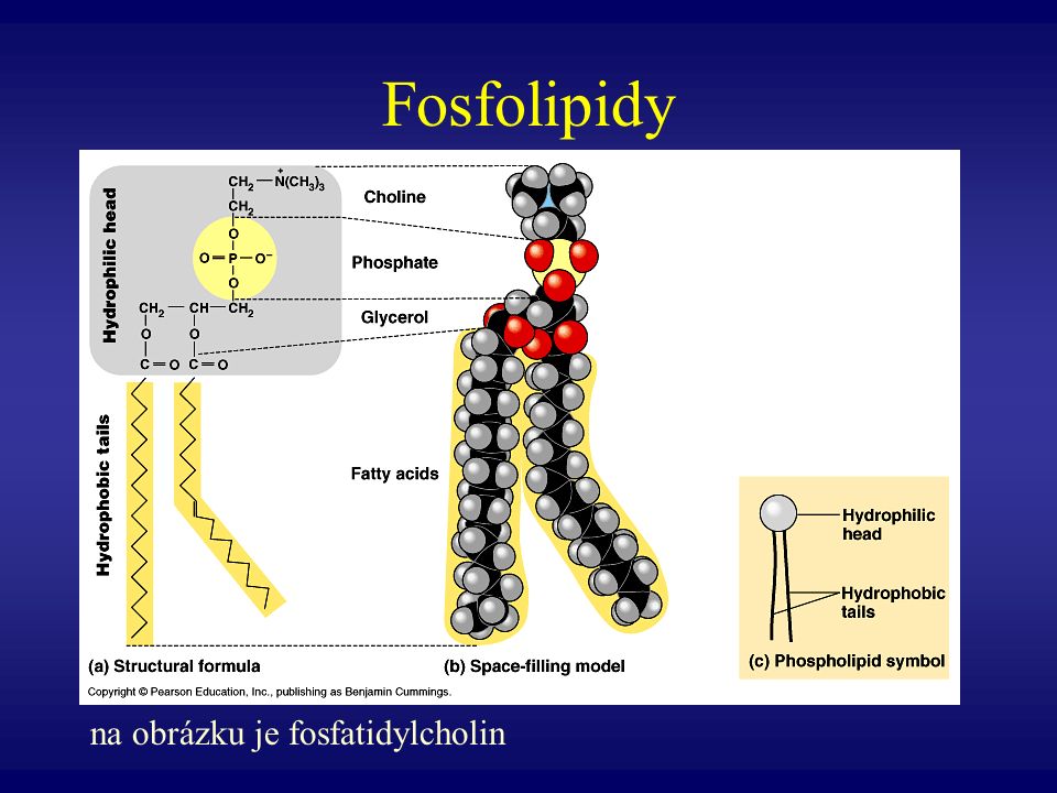 Fosfolipidy na obrázku je fosfatidylcholin