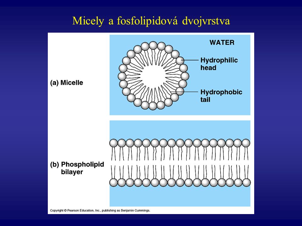 Micely a fosfolipidová dvojvrstva
