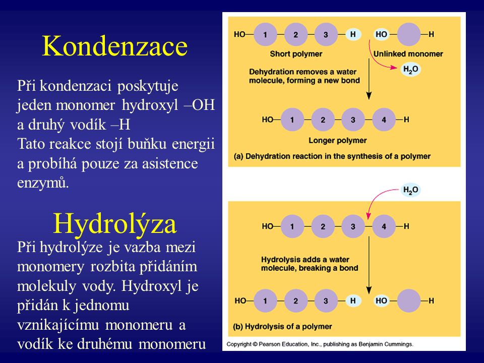 Kondenzace Hydrolýza Při kondenzaci poskytuje jeden monomer hydroxyl –OH a druhý vodík –H.