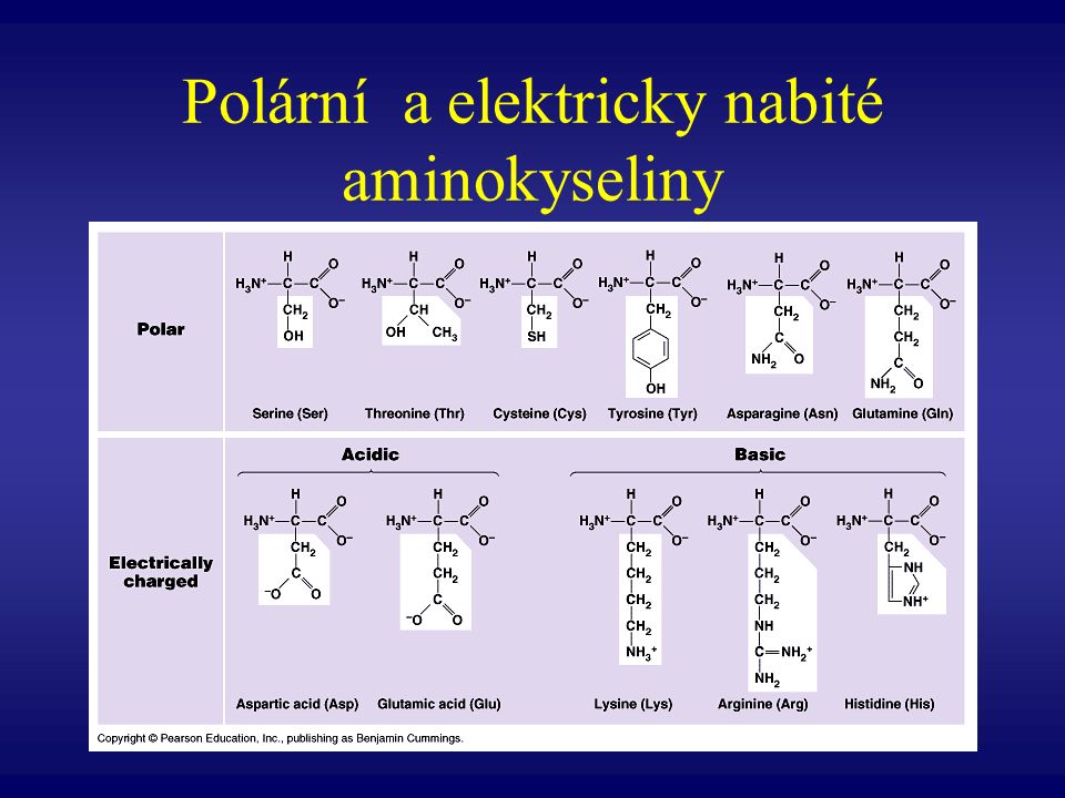 Polární a elektricky nabité aminokyseliny