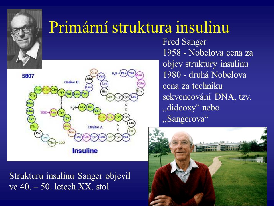 Primární struktura insulinu