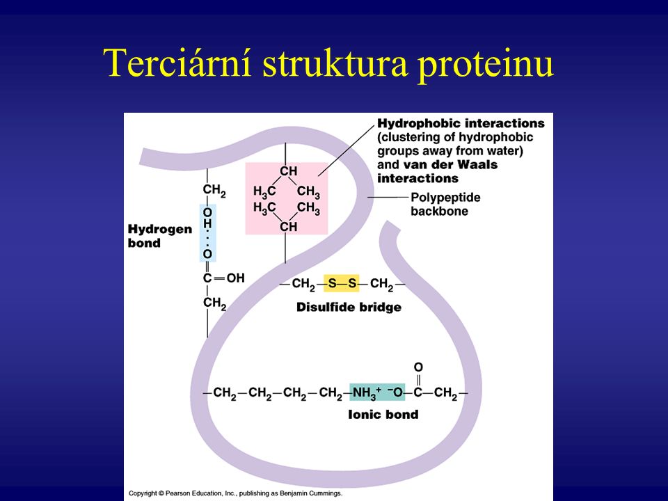 Terciární struktura proteinu
