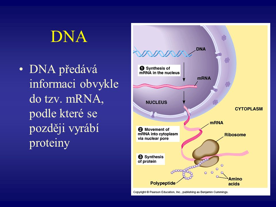 DNA DNA předává informaci obvykle do tzv. mRNA, podle které se později vyrábí proteiny