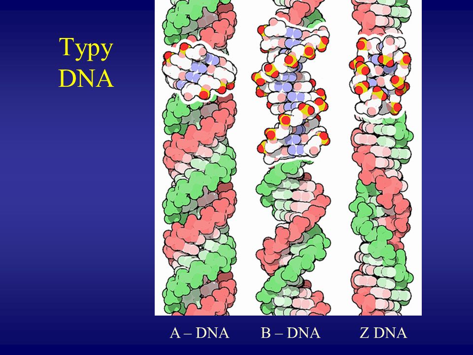 Typy DNA A – DNA B – DNA Z DNA