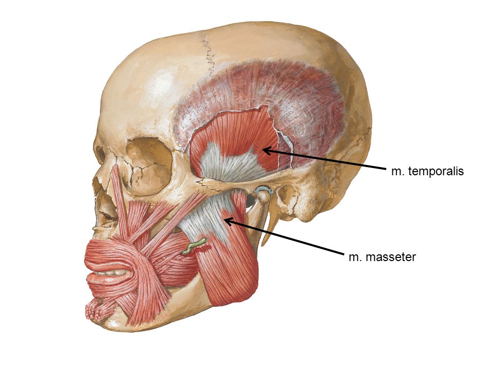 Жевательные мышцы анатомия. Жевательные мышцы Неттер. Давление жевательных мышц. Жевательное давление анатомия.