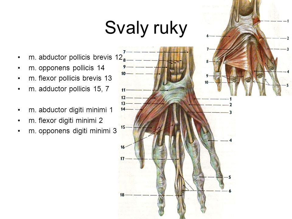 Svaly ruky m. abductor pollicis brevis 12 m. opponens pollicis 14