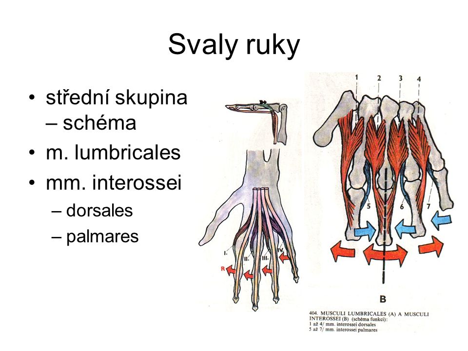 Svaly ruky střední skupina – schéma m. lumbricales mm. interossei