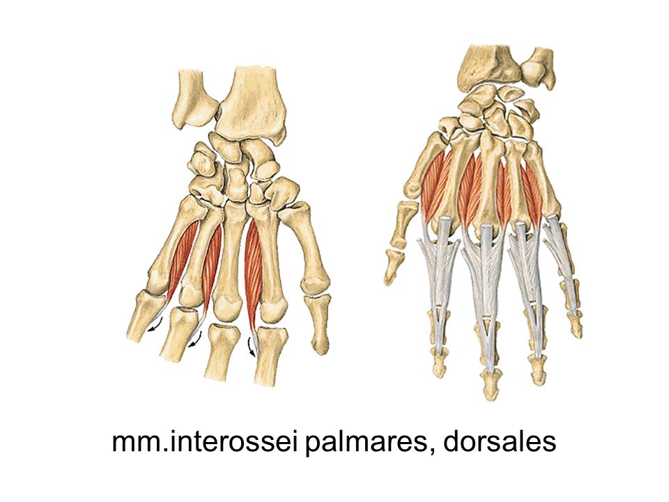 mm.interossei palmares, dorsales