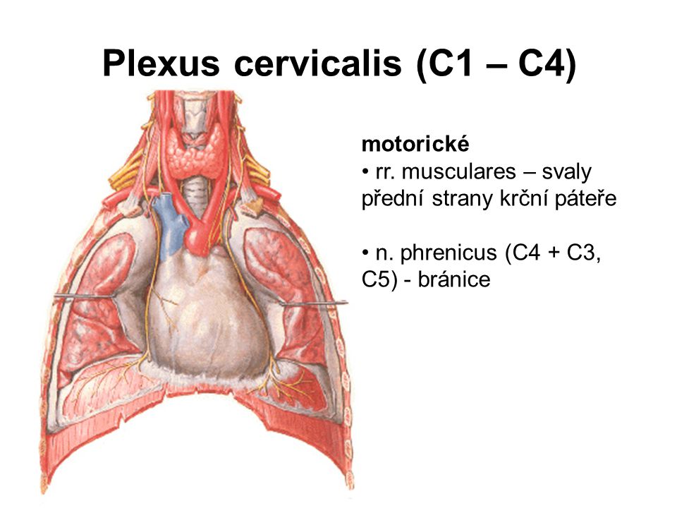 Plexus cervicalis (C1 – C4)