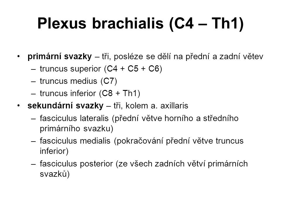 Plexus brachialis (C4 – Th1)