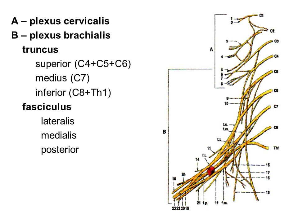 A – plexus cervicalis B – plexus brachialis. truncus. superior (C4+C5+C6) medius (C7) inferior (C8+Th1)