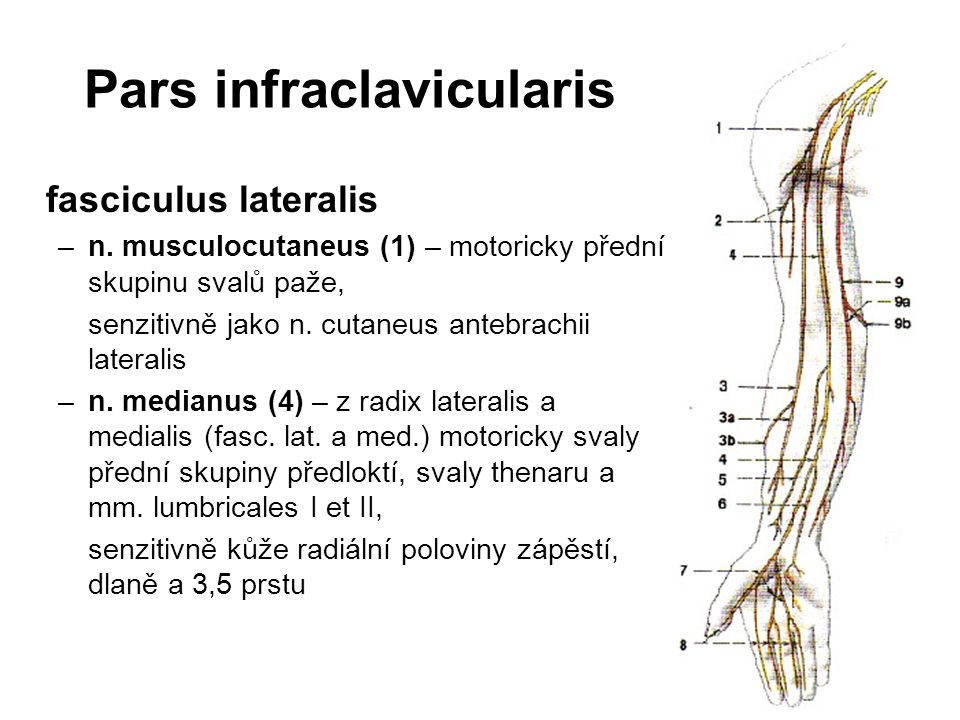Pars infraclavicularis
