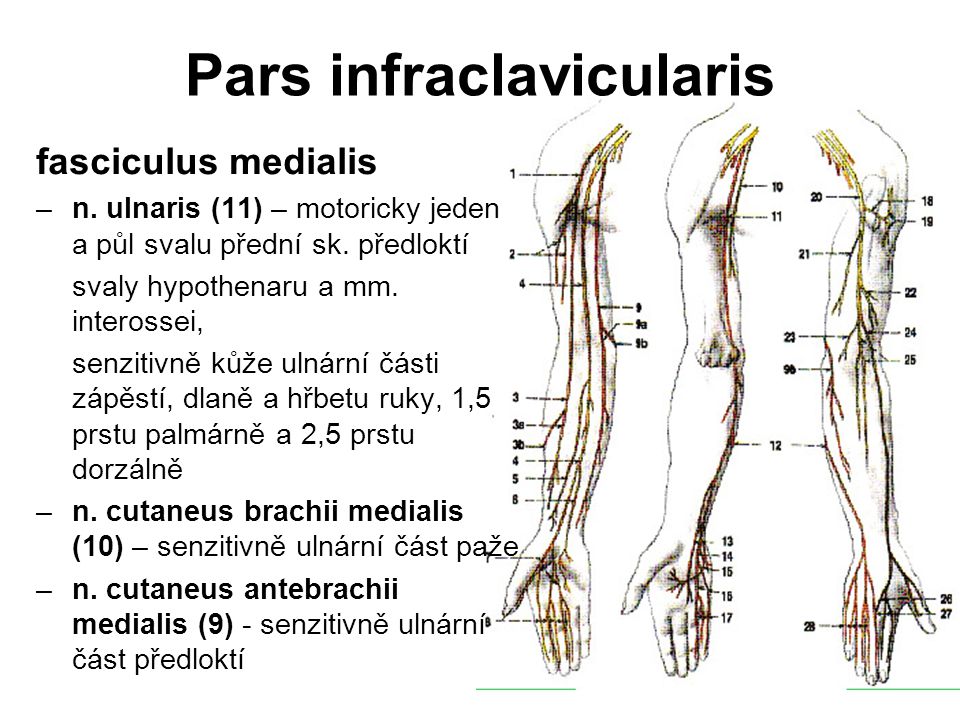 Pars infraclavicularis