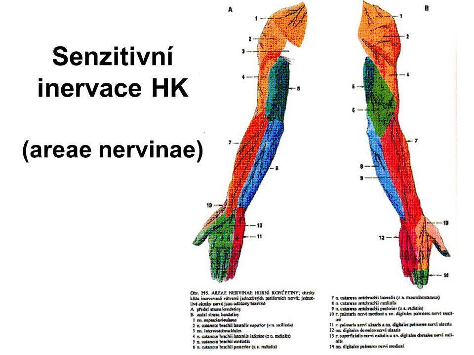 Senzitivní inervace HK (areae nervinae)