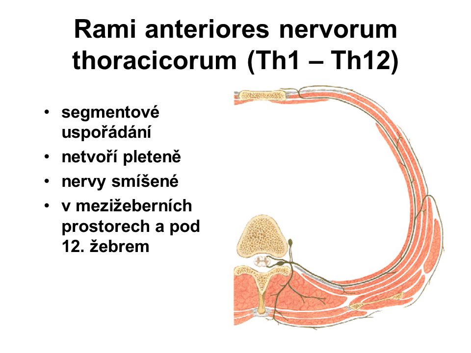 Rami anteriores nervorum thoracicorum (Th1 – Th12)