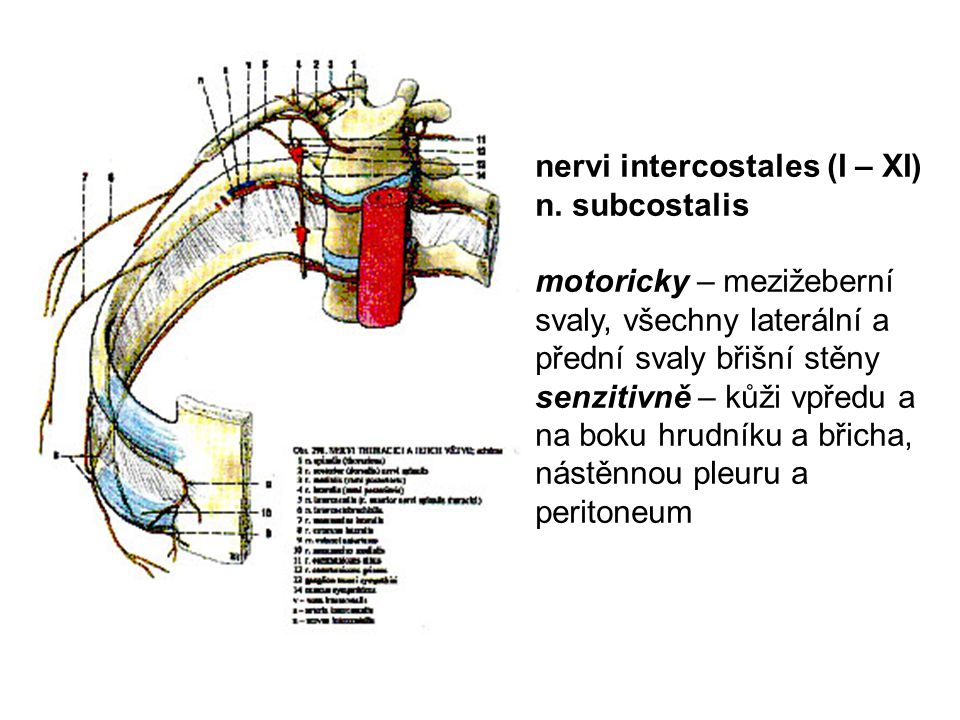 nervi intercostales (I – XI)