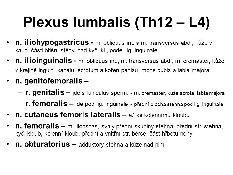 Plexus lumbalis (Th12 – L4)
