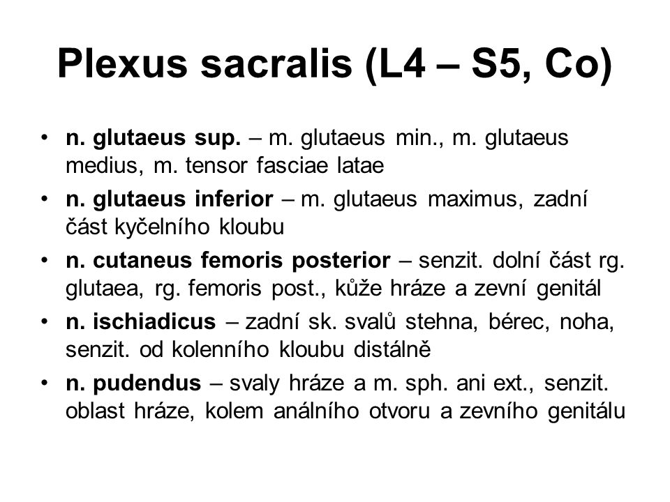 Plexus sacralis (L4 – S5, Co)