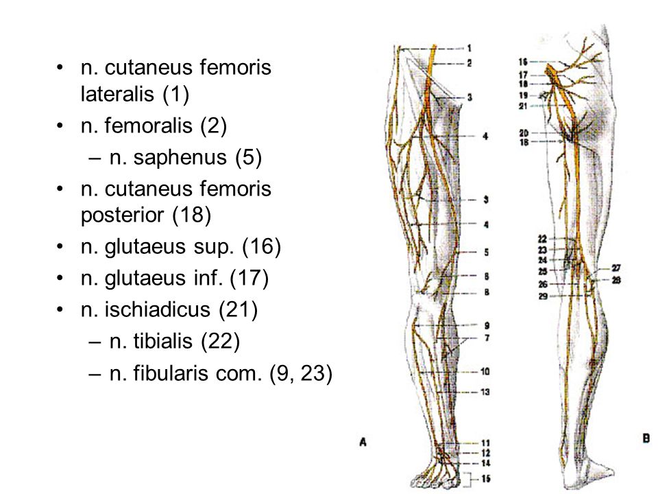 n. cutaneus femoris lateralis (1)