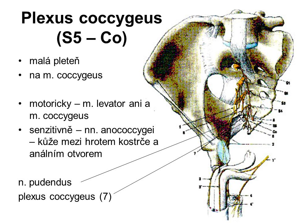 Plexus coccygeus (S5 – Co)