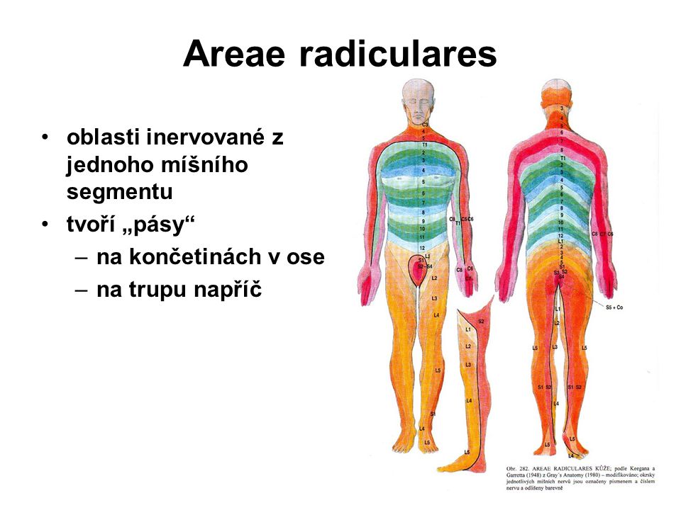 Areae radiculares oblasti inervované z jednoho míšního segmentu