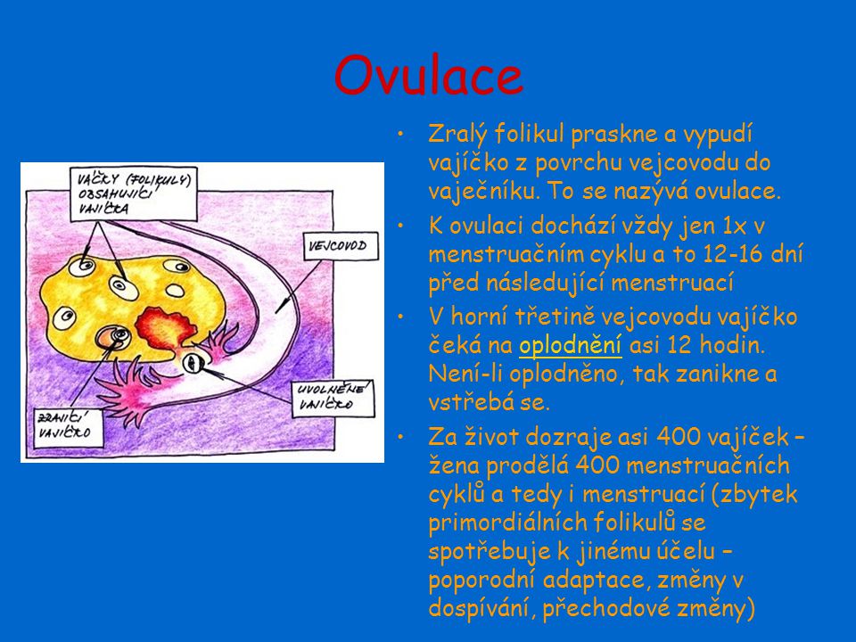 Ovulace Zralý folikul praskne a vypudí vajíčko z povrchu vejcovodu do vaječníku. To se nazývá ovulace.