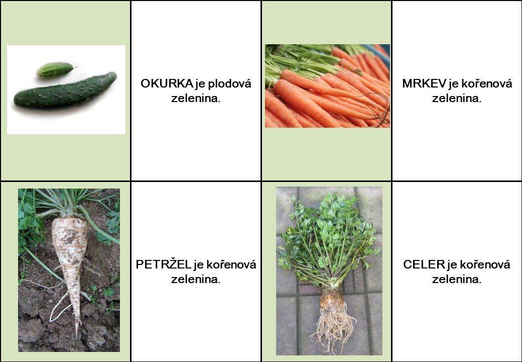 OKURKA je plodová zelenina. MRKEV je kořenová zelenina.