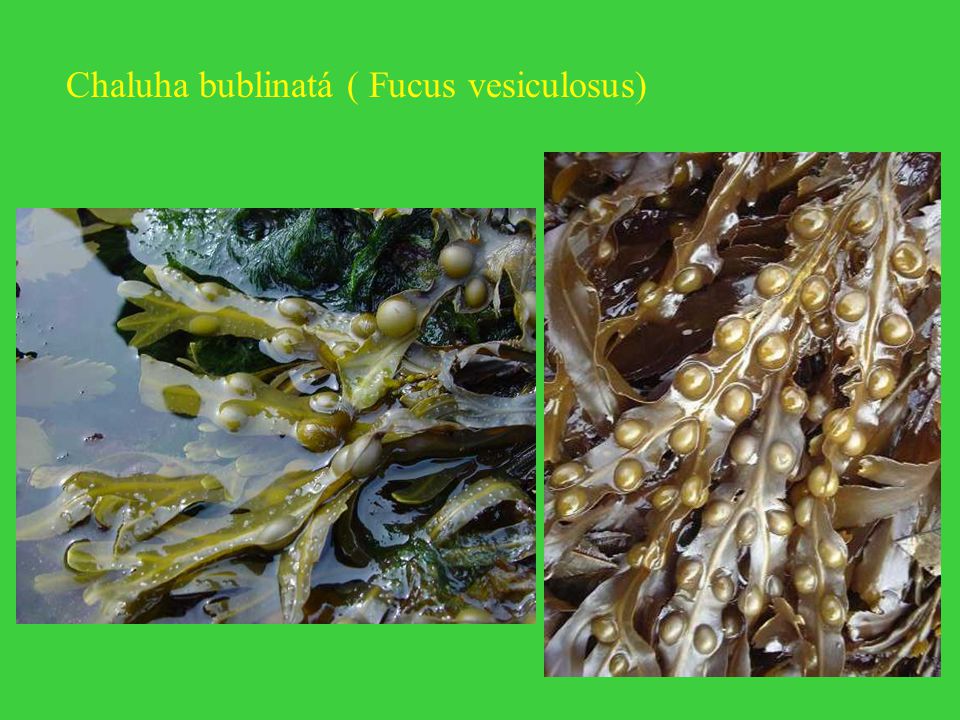 Chaluha bublinatá ( Fucus vesiculosus)