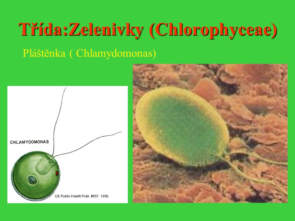 Třída:Zelenivky (Chlorophyceae)